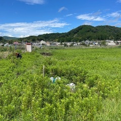 草刈りやります！