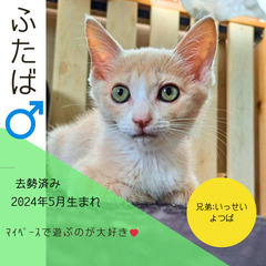 今週末‼︎8/31(土)保護猫の譲渡会【ぬくもりの館大刀洗】②