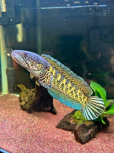 バイオレットスネークヘッド　約35cm 熱帯魚