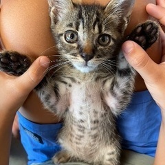 猫も人も大好きキジトラくん♡ʾʾ − 熊本県