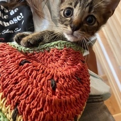 猫も人も大好きキジトラくん♡ʾʾ - 里親募集