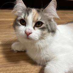パステル三毛