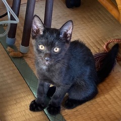 黒ねこ　女の子　２か月　　