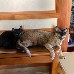 黒ねこ　女の子　２か月　　 - 里親募集