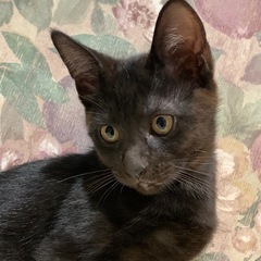 黒ねこ　女の子　２か月　　 − 香川県