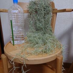 スパニッシュ　モスの画像