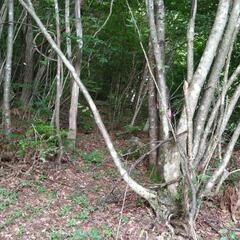 地球温暖化防止に、関心がある方　森林保護と、植樹の活動です。　ボ...