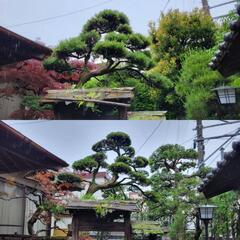 剪定作業など承ります。