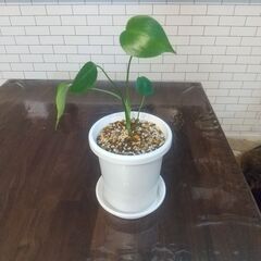 モンステラ 観葉植物