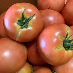 (決定しました)トマト🍅