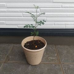 シマトネリコ②（屋外管理）植物