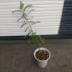 シマトネリコ③（屋外管理）植物