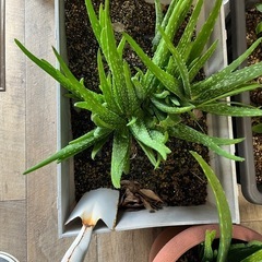 アロエベラ 株分け あげます。