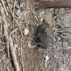 熊本市で一緒に狩猟しませんか？？ - 熊本市
