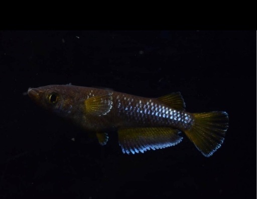 めだか?オランジェ⭐️若魚トリオセット?