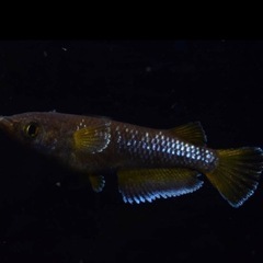 めだか?オランジェ⭐️若魚トリオセット?