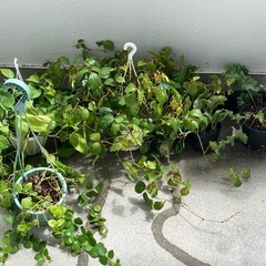 観葉植物数点の画像