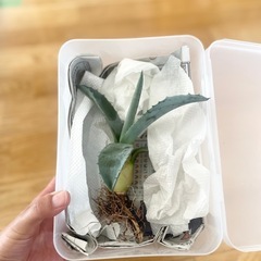 アガベ中