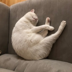 急募！里親募集 − 石川県