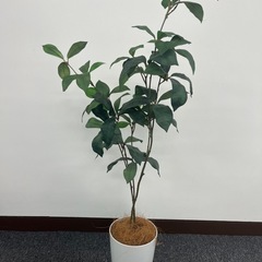 【人工】観葉植物の画像