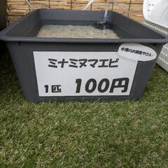 ミナミヌマエビすくい 24時間営業中！ 無人販売糸満市役所近くで...
