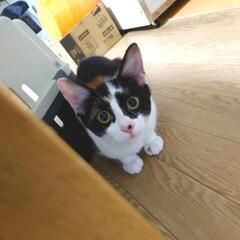 4ヶ月ミケ子猫里親さん募集☆