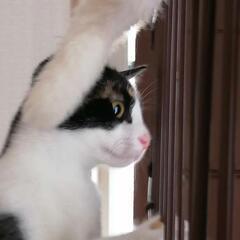 4ヶ月ミケ子猫里親さん募集☆ - 猫