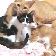 4ヶ月ミケ子猫里親さん募集☆ - 里親募集