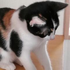 4ヶ月ミケ子猫里親さん募集☆ - 高岡市