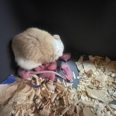 冷凍★ヤワゲネズミ　ピンクマウス