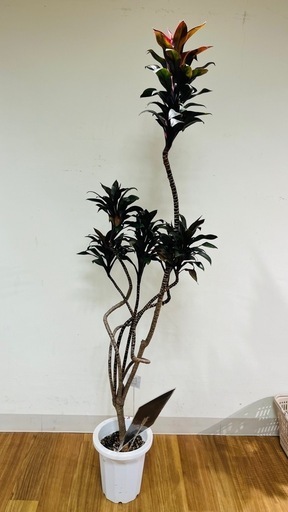 観葉植物　大型 ドラセナ・パープルコンパクタ　コルジリネ
