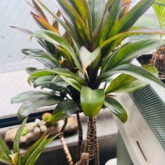 観葉植物　大型 ドラセナ・パープルコンパクタ　コルジリネの画像