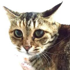 10歳　穏やかな麦わら女子　猫との生活をゆったりと過ごしたい方に