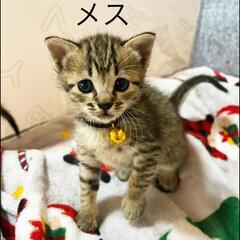 金鈴　里親さん募集