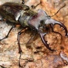 伊豆市天然採集ミヤマクワガタオス中型の画像