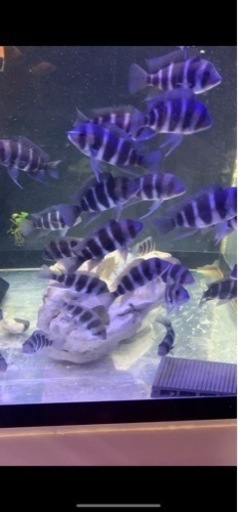 アフリカンシクリッド  キフォティラピア　フロントーサ　ブルンディ　±9㎝　4匹セット