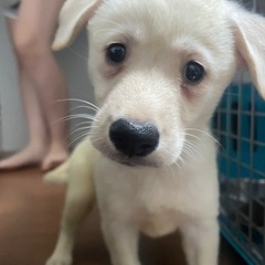 可愛らしい子犬ちゃん
