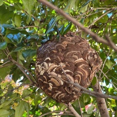 スズメバチ　アシナガバチ等害虫駆除お任せください - 相模原市
