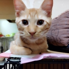 とても元気なちゃとらくん
