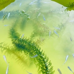ミックスメダカ成魚20匹セット　青幹之 ヒメダカ 白メダカの画像
