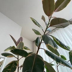 期間限定価格 フィカス ベリーズ観葉植物　大型【引き取りのみ】の画像