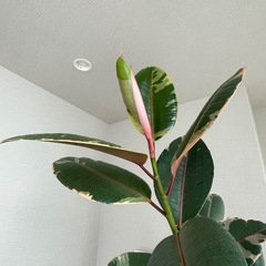期間限定価格 フィカス ベリーズ観葉植物　大型【引き取りのみ】の画像