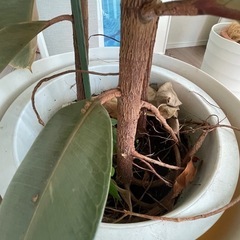 期間限定価格 フィカス ベリーズ観葉植物　大型【引き取りのみ】の画像