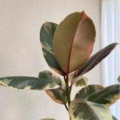 期間限定価格 フィカス ベリーズ観葉植物　大型【引き取りのみ】の画像