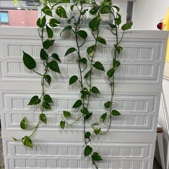 ポトス　観葉植物の画像
