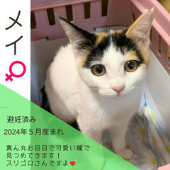 今週末‼︎8/31(土)保護猫の譲渡会【ぬくもりの館大刀洗】③