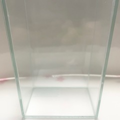 🐠水作🐠ショーベタ🐠コレクションケース S