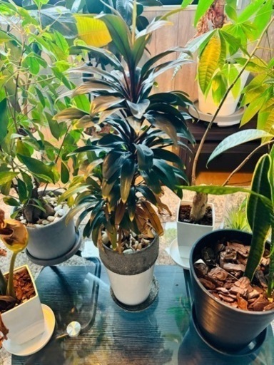 観葉植物　引取り限定
