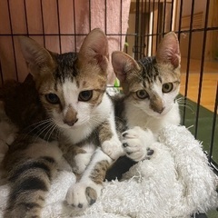 【お話中】甘えん坊♡キジシローズ1匹でも迎えて頂ける方よろしくお...
