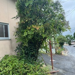 植木